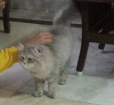 cat1