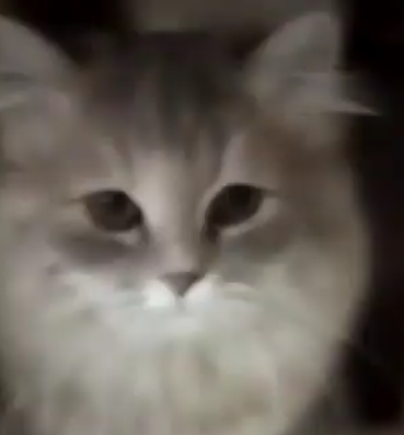 cat2